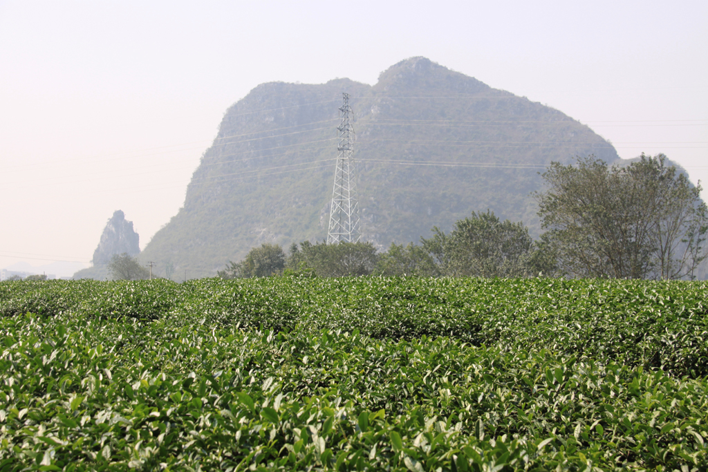 A tea farm in Guilin